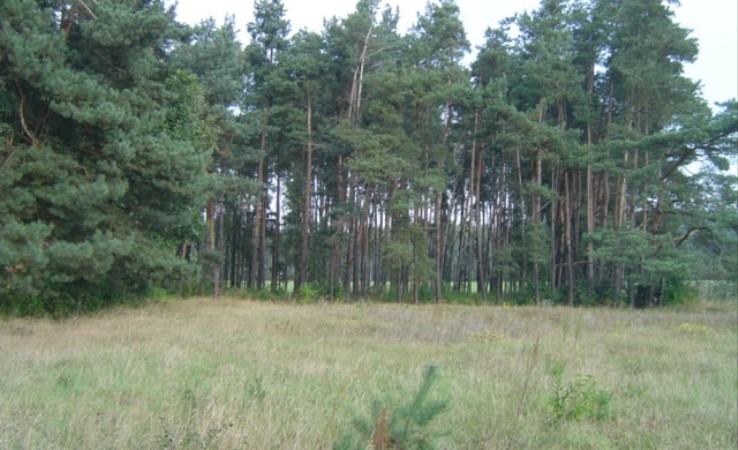 działka na sprzedaż - Florentynów